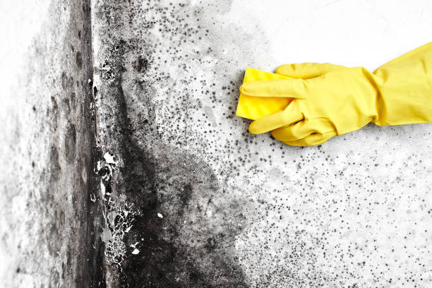 Best Environmental Consulting for Mold Prevention  in Jarrettsville, MD